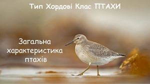 Тип Хордові Клас ПТАХИ