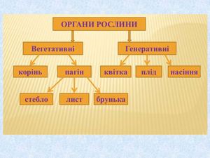 Будова кореня