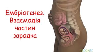 Ембріогенез людини Взаємодія частин зародка