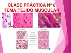 Laninario Tejido Muscular HH I