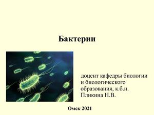 Бактерии