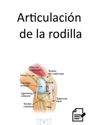 Articulación de la rodilla y tobillo