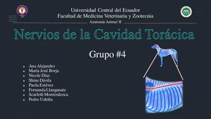 Grupo 4 Nervios De La Cavidad Torácica