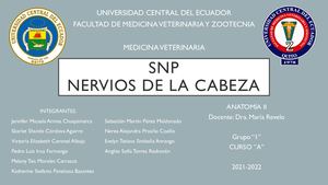 Grupo 1 Nervios Snp Cabeza Anatomía II