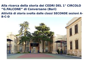 I Cedri del Primo Circolo Didattico G Falcone