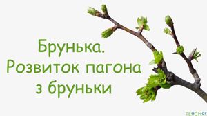 Брунька- зачатковий пагін.