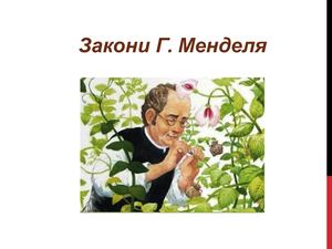 І  закон Менделя