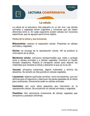 Lectura Comprensiva De La Célula 6 Primaria