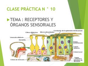Laminario Práctica 10 HH I Receptores Y Órganos Sensoriales