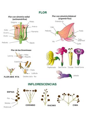 Infografia Flor