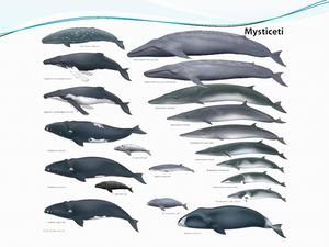 4 6 1 Cetáceos Cacb Fe (Opt 3)