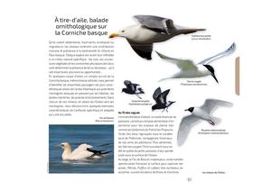 Corniche basque : Oiseaux