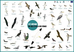 Poster Oiseaux de la mer d'Iroise