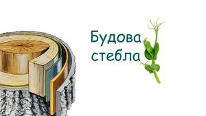 Будова стебла