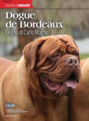 Articolo Dogue De Bordeaux di Massimiliano Ravaglioli mensile Il Mio Cane n.269