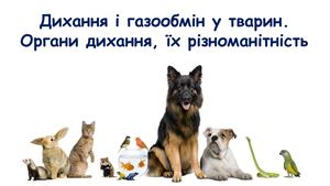 Дихання. Органи дихання тварин