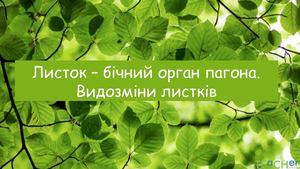 Листок - бічний орган пагона. Видозміни листків..