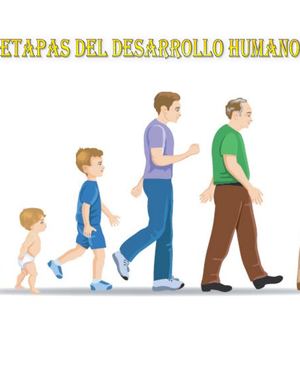 Etapas Del Desarrollo Humano