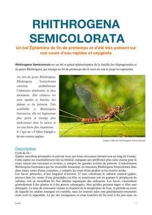 Rhithrogena Semicolorata