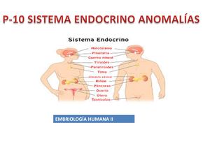 Anomalías Del Sistema Endocrino