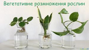 Вегетативне розмноження рослин