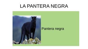 Pri4a Presentacio Animals