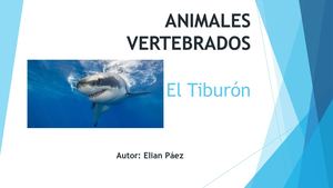Animales Vertebrados El Tuburon