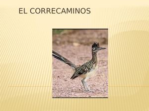 El Correcaminos