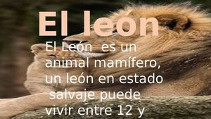 El León Dilan Sambachi 1