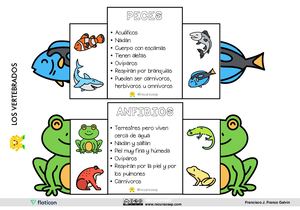 Animales Vertebrados Material Plegable Recursosep