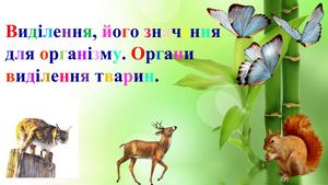 Виділення Органи виділення