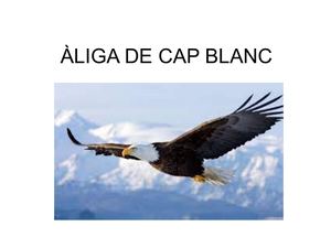 ÀLiga De Cap Blanc