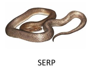 Serp