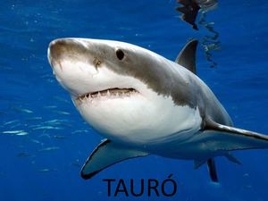 Tauró