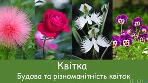 Будова квітки