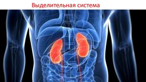 Лекция 6. Выделительная система