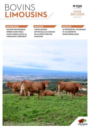 Bovins Limousins 230 / Extrait
