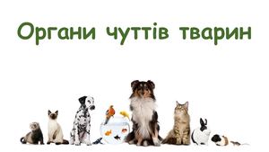 Органи чуття тварин, їх значення.