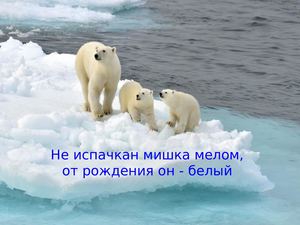 Белые медведи