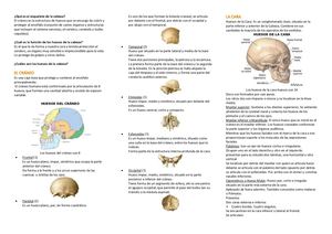 Triptico Huesos De La Cabeza Ivana Llamozas