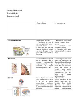 Anatomia Sistema Nervioso
