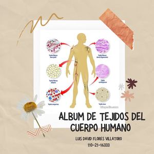 ÁLbum Anatomia Umg Tejidos