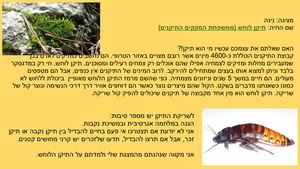 מצגת מקקים חמודים