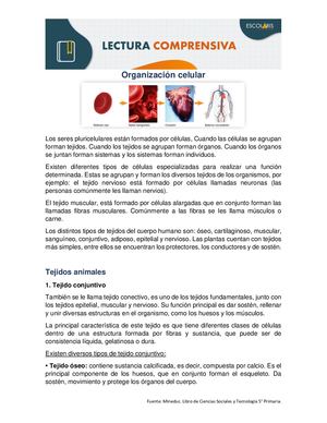 Lectura Comprensiva Tejidos Y Sistemas De Los Seres Vivos