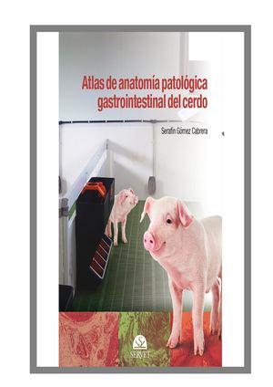 El Cerdo Anatomia Porcina