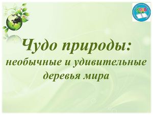 Удивительные и необычные деревья мира