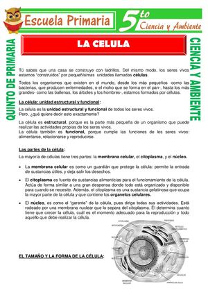 La Célula Para Quinto De Primaria