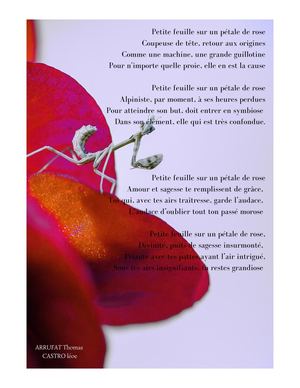 Les poèmes de la classe 209