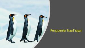 Penguenler Nasıl Yaşar