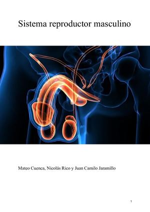 Sistema Reproductor Masculino